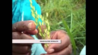 Pollination technique in Rice [upl. by Hermann303]