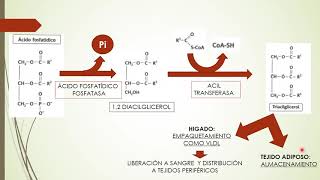 Seminario Lípidos1 Lipogénesis [upl. by Edyaj33]