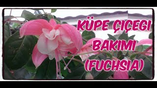 KÜPE ÇİÇEĞİ BAKIMI FUCHSİA [upl. by Rolan]