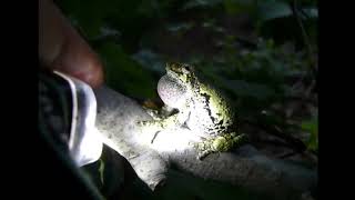 Listen to this tree frogs mating call [upl. by Yrem504]