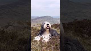 ⛰️Views from Snowdonia’s Creigiau Gleision🥾 northwales snowdonia hikingwithdogs shorts [upl. by Nytsirc]