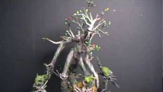 Showcase  Treefolk [upl. by Gault]