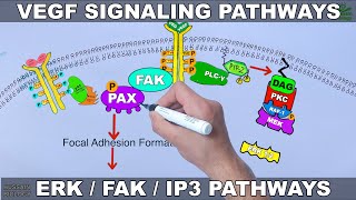 VEGF Signalling Pathways [upl. by Nibuz]