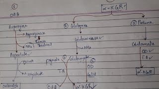 protein metabolism carbon skeleton degradation ketogenic and glucongenic amino acid [upl. by Khalil546]