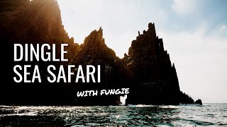 DINGLE SEA SAFARI with Fungie GoPro [upl. by Ybbor]