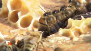 Bienensterben in Vorarlberg ORF Heute Österreich [upl. by Idnis]