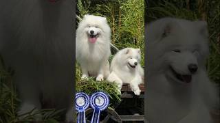 Samoyedo El perro de pelaje blanco pets pet petlover dog samoyed samoyedo puppy [upl. by Aselehc]