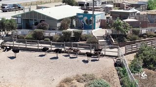 How Ostrichland USA helps their birds stay cool amid rising temperatures [upl. by Vaish]