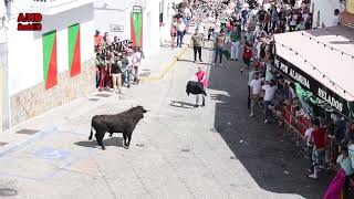 Suelta de Toros Fiesta de la Independencia Benalup CasasViejas 2024 [upl. by Clardy]