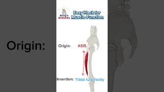 Easy Hack for Muscle function [upl. by Ardnalac517]