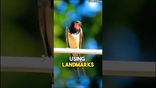 🤯 Swallow Facts Things You Didn’t Know About These Incredible Flyers 🚀swallow animalfacts [upl. by Ayot]