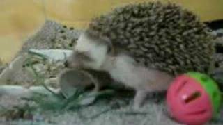 Hedgehog playing [upl. by Niveb239]