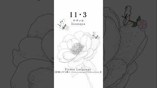 11・3 サザンカSasanqua花言葉 flowerlanguage [upl. by Nagaet]