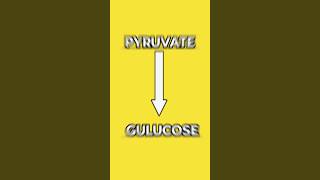 Gluconeogenesis Trick to learn gluconeogenesis pyruvate glycolysis pharmacy pharma pharmacist [upl. by Alecram242]