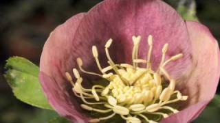 Time lapse Hellebore flower with stamens uncurling [upl. by Nylekoorb]