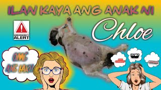 paanomagpaanakngaso paanomagpaanakngshihtzu NANGANAK NA SI CHLOE [upl. by Ruberta856]