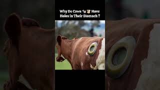 Portholes Surgically Created Opening In The Side Of A Cow 🐄👀 porthole cows facts shorts [upl. by Acirtap]