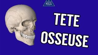 Tutorat Anatomie 3  Tête osseuse [upl. by Pudens]