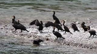 Cormorano  Great Cormorant  Phalacrocorax carbo [upl. by Yelssew]