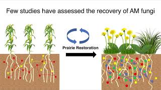 Recovery of Arbruscular Mycorrhizal AM Fungi in Ag Soils with Grassland Plants  Kevin MacColl [upl. by Aenit990]