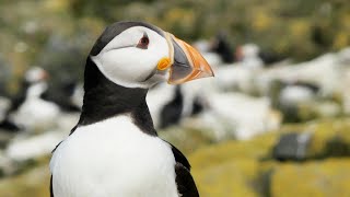 Atlantic Puffin Preening on the Farne Islands  Fratercula arctica [upl. by Alicea]