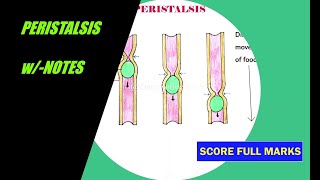 how to draw easy PERISTALSIS  HUMAN DIGESTIVE SYSTEM  wNOTES  ALL BOARDS [upl. by Dorita]