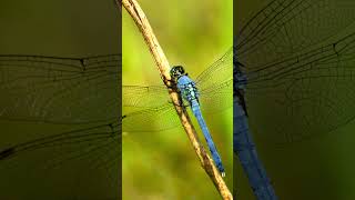 Common Dragonflies of North America [upl. by Connor]