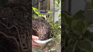 Rootbound Plant shorts propagation indoorplants garden houseplants plants plantcare diy [upl. by Gillian]