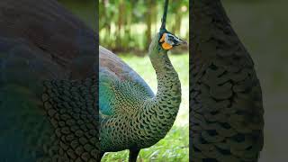 Java Green peafowl  Indonesia peacock 🦚 peacock sound [upl. by Quince114]