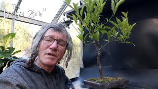 Pruning My Calamondin Orange The Bonsai Zone Oct 2024 [upl. by Hankins]