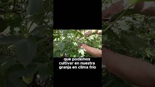 8 Frutas de Clima Frío que No Creías Que Podías Cultivar en Casa [upl. by Gustavo]