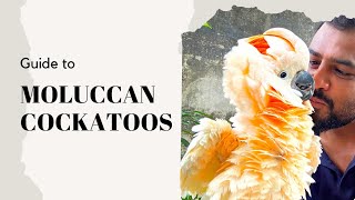 Moluccan Cockatoo Guide  मल्लुकान कोकाटूस खरीदने से पहले ये वीडियो ज़रूर देख ले cockatoo exotic [upl. by Catharina]