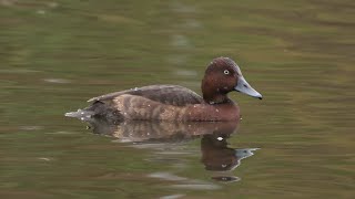 Vitögd Dykand Aythya Nyroca Ferruginous Duck Lund Sweden 2024 [upl. by Aneral]