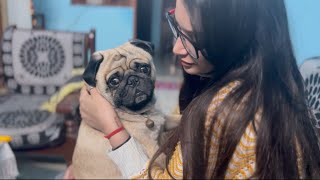 Coco Meerut Kyu Jaa Raha h  Priya  Coco  Pug priyamehndiartist [upl. by Yeslah]