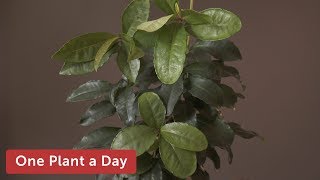 Ardisia crenata Coral berry Houseplant Care — 197 of 365 [upl. by Kerrison]