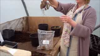 How to plant dahlia tubers [upl. by Ecilayram]