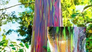 RAINBOW TREE EUCALYPTUS DEGLUPTA UNUSUAL TREE NATIVE TO THE PHILIPPINES [upl. by Williamsen]