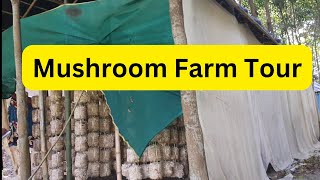 Oyster Mushroom Farming LowCost Setup Tour mushroomcultivation [upl. by Hanser]