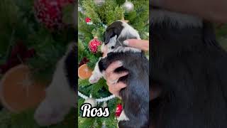 Ross  Male Mini Sheepadoodle puppy minidoodle dogsofyoutube sheepadoodle doodle [upl. by Berliner]