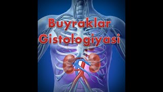 Buyraklar Gistologiyasi [upl. by Bat]