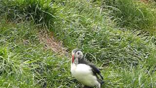 Papageientaucher Fratercula arctica  Island  Puffin [upl. by Gilbertson]