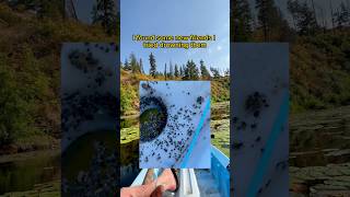 Kayak fishing 🛶🎣 With ticks❓fishingvideo [upl. by Clea]