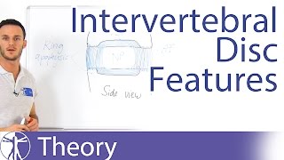 The InterBody Joint and the Intervertebral Disc  Lumbar Spine Series [upl. by Ledda356]