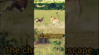 The cheetahs escape from lion claws viralvideo shortvideo wildlife lion cheetah short [upl. by Annod]