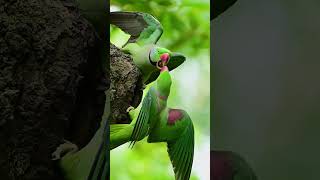 Alexandrine parakeet  Alexandrine parakeet Fighting for a birds nest  parrot vairalshort [upl. by Mayman965]