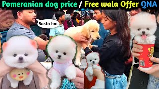 Pomeranian dog price l Free wala offer QNA  cute funny dog video  dog Market full address viral [upl. by Ecyaj]