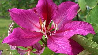 Bauhinia flower HD1080p [upl. by Balmuth]