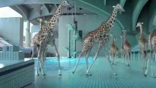 High Diving Giraffes  JIRAFAS CAMPEONAS DE SALTO EN PISCINA OLÍMPICA [upl. by Atinuhs344]