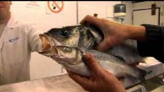 How to Buy Fresh Fish [upl. by Shimkus]