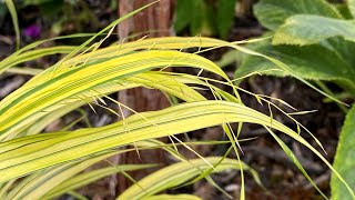 Hakonechloa Aureola Japanese Forest Grass  Summer Update 4K 2023 [upl. by Ellerrehs]